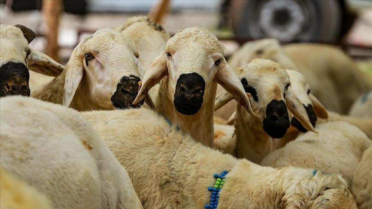 Bakan Yumaklı duyurdu! Elde kalan kurbanlıkları Et ve Süt Kurumu satın alacak 2