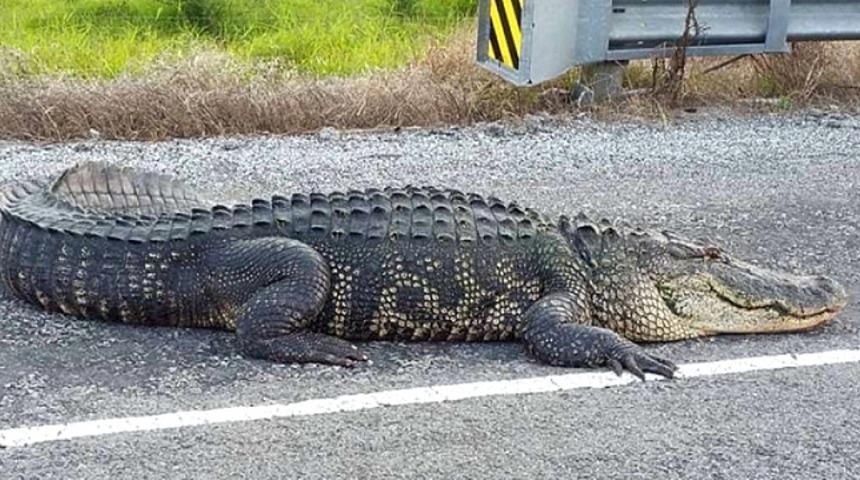 ABD'de otoyola çıkan timsaha çarpan araçtaki anne ve çocukları hayatını kaybetti!