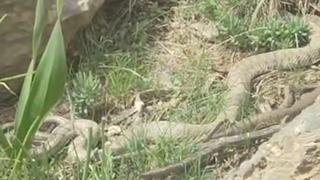 Hakkari’de doğaseverler dev engerekle karşılaştı