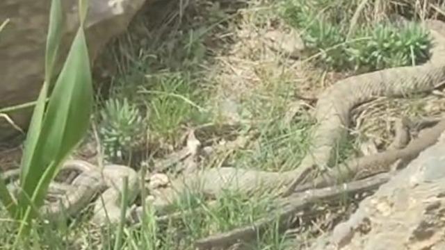 Hakkari’de doğaseverler dev engerekle karşılaştı