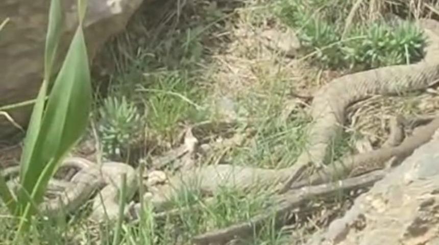 Hakkari&rsquo;de doğaseverler dev engerekle karşılaştı