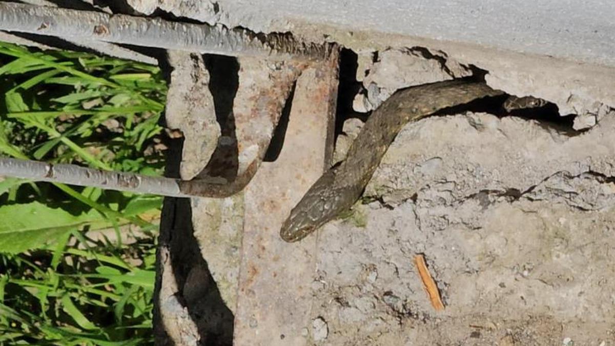 Tuvaletten bile çıkıyorlar! Muş’taki bu evi adeta yılanlar bastı 1