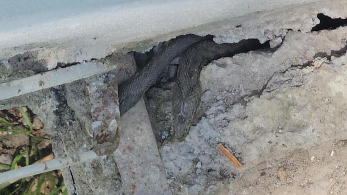 Tuvaletten bile çıkıyorlar! Muş’taki bu evi adeta yılanlar bastı 3