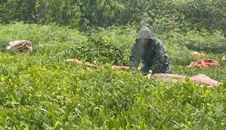 Doğu Karadeniz&rsquo;de yağmur &ccedil;ay hasadını durdurmadı