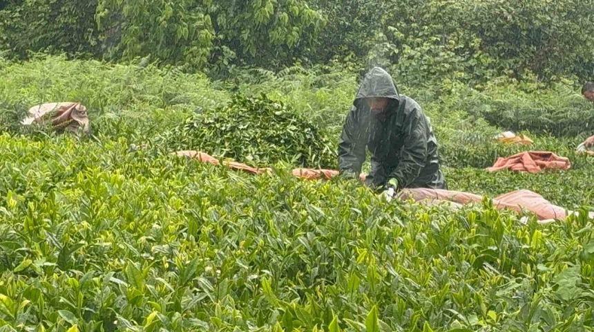 Doğu Karadeniz&rsquo;de yağmur &ccedil;ay hasadını durdurmadı