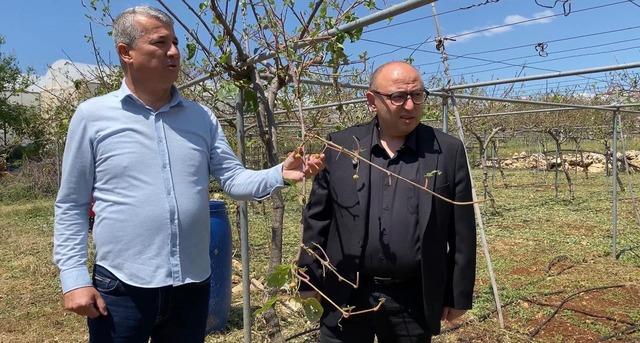 Mersin’de dolu, sebze tarlaları ve meyve bahçelerine zarar verdi 5