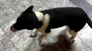 Son dakika: Atların yanında b&uuml;y&uuml;yen k&ouml;pek, y&uuml;r&uuml;y&uuml;ş&uuml;yle ilgi odağı oldu