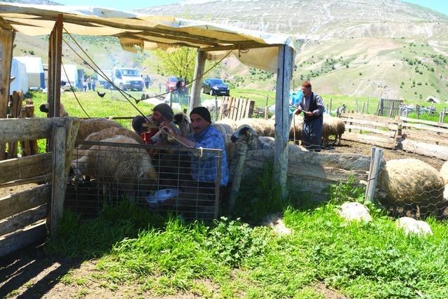 Şavakların yayla mücadelesi: Tulum peynirinin arkasındaki emek 12