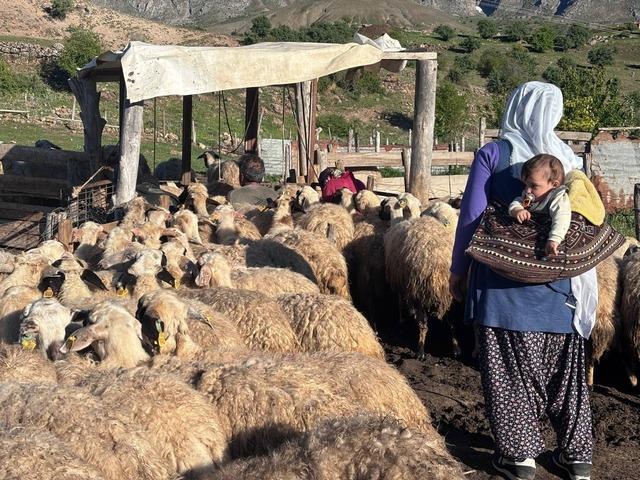 Şavakların yayla mücadelesi: Tulum peynirinin arkasındaki emek 6