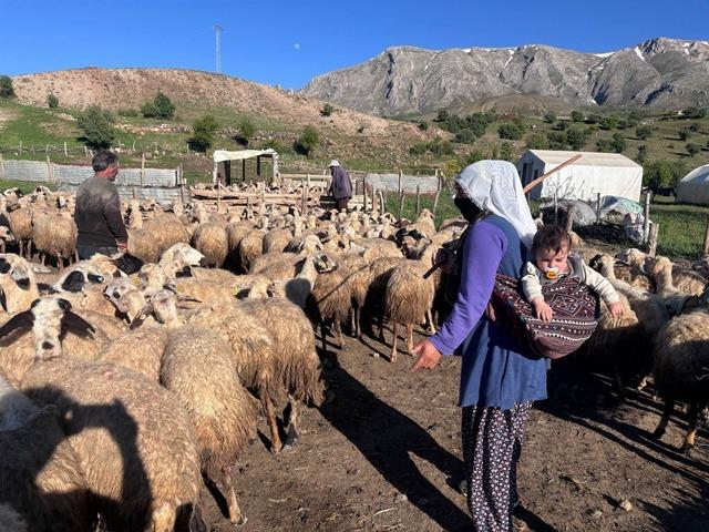 Şavakların yayla mücadelesi: Tulum peynirinin arkasındaki emek 5