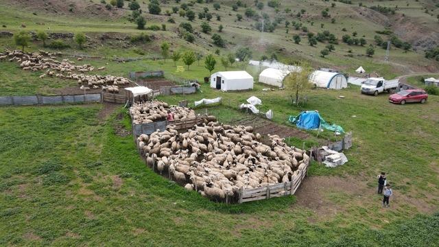 Şavakların yayla mücadelesi: Tulum peynirinin arkasındaki emek 3