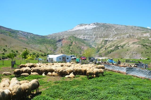 Şavakların yayla mücadelesi: Tulum peynirinin arkasındaki emek 2