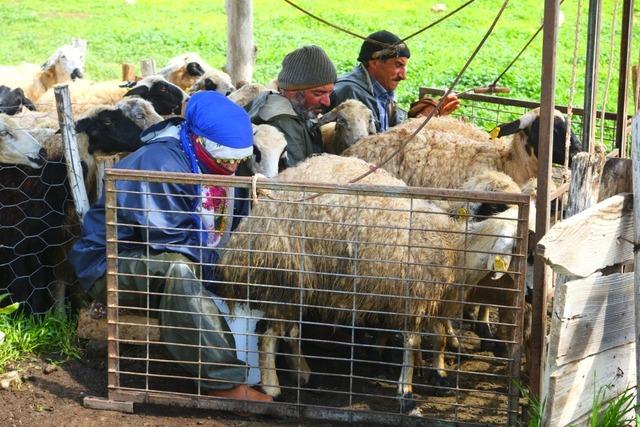 Şavakların yayla mücadelesi: Tulum peynirinin arkasındaki emek 1