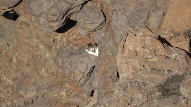 Falezlerde mahsur kalan kedi, itfaiyenin 1 saatlik &ccedil;alışmasıyla kurtarıldı 1