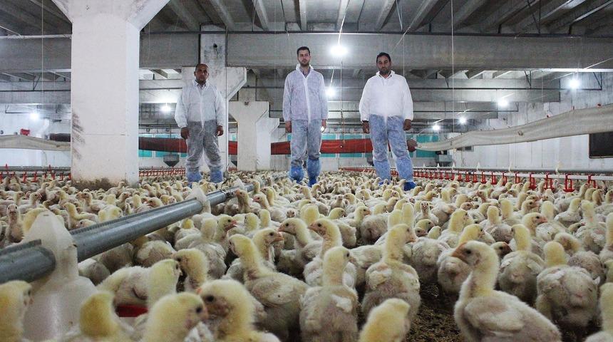 Çiftlik sahipleri tavuk üretimini durduruyor