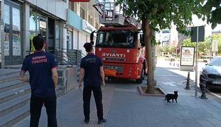 Batman&rsquo;da vefakar kedi arkadaşını yalnız bırakmadı