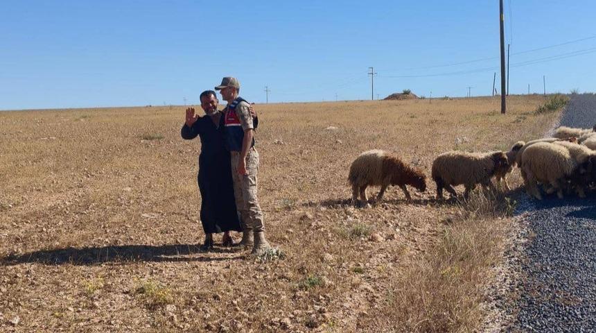 Kaybolan k&uuml;&ccedil;&uuml;kbaş hayvanları jandarma buldu