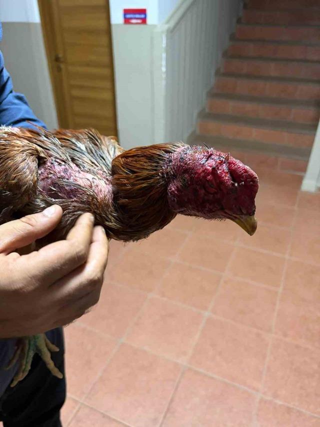 Bayındır&rsquo;da yasa dışı horoz d&ouml;v&uuml;ş&uuml; operasyonu: 3 g&ouml;zaltı 2