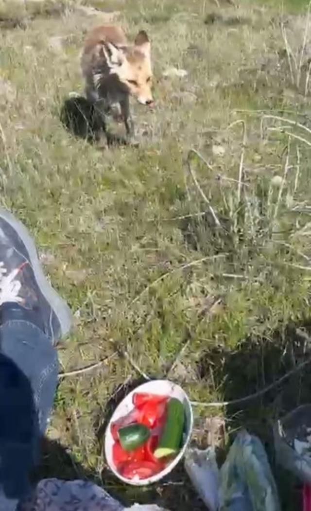 Ahlat&rsquo;ta a&ccedil; tilki piknik sofrasına ortak oldu 1