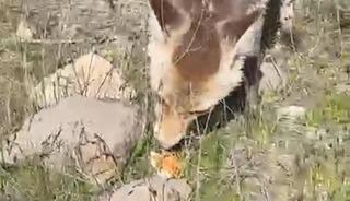 Ahlat&rsquo;ta a&ccedil; tilki piknik sofrasına ortak oldu