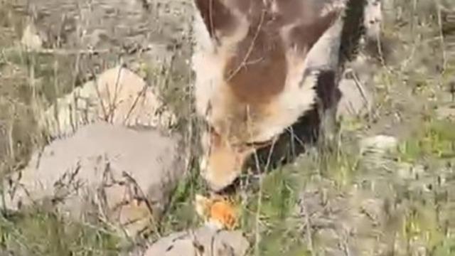 Ahlat’ta aç tilki piknik sofrasına ortak oldu