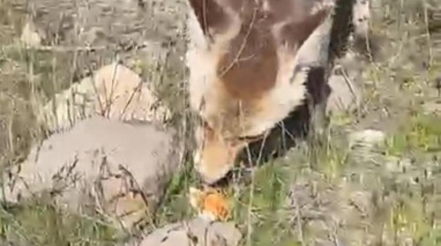 Ahlat&rsquo;ta a&ccedil; tilki piknik sofrasına ortak oldu