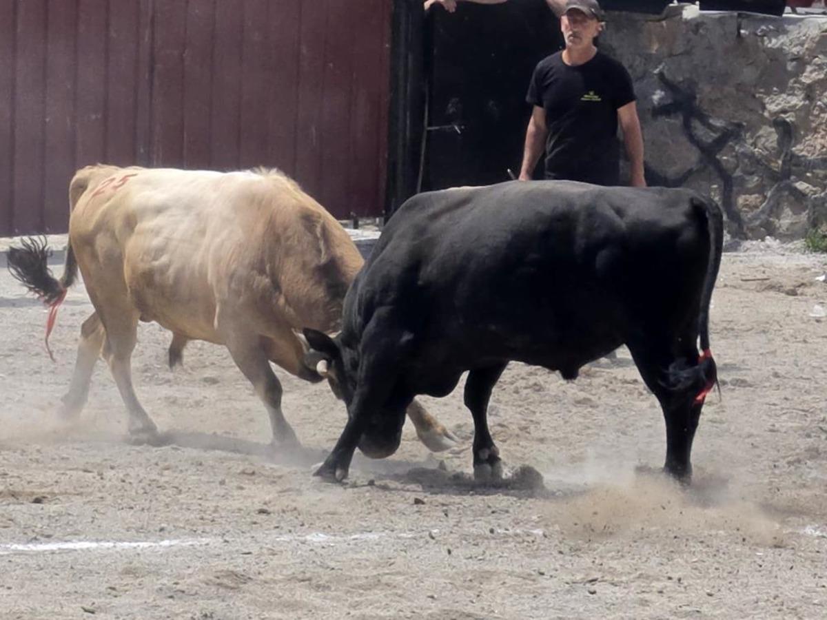 Festivalde renkli anlar: İspir de boğa g&uuml;reşleri nefes kesti 1
