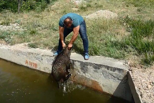 Ünlü avcı, 7 domuzu boğulmaktan kurtardı