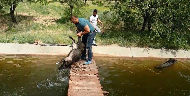 Ünlü avcı, 7 domuzu boğulmaktan kurtardı