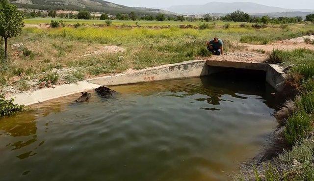 Ünlü avcı, 7 domuzu boğulmaktan kurtardı