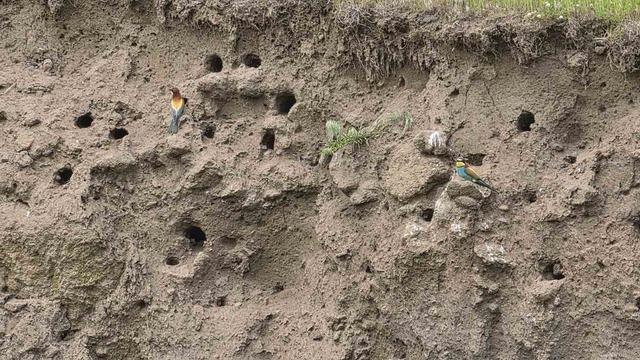 Güroymak’ın rengârenk misafirleri: Arı kuşları görsel şölen sunuyor