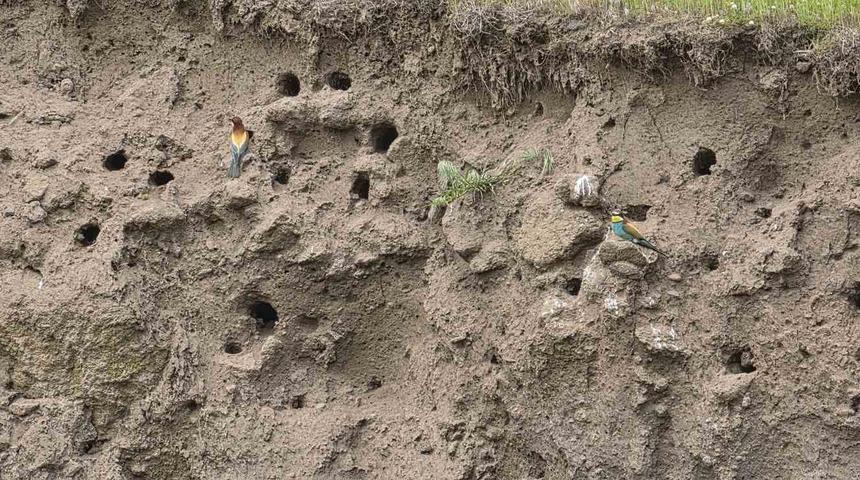 G&uuml;roymak&rsquo;ın reng&acirc;renk misafirleri: Arı kuşları g&ouml;rsel ş&ouml;len sunuyor