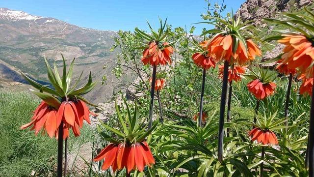 Hakkari’de 2 bin 700 rakımda ters laleler görüntülendi 3