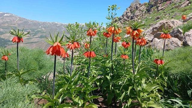 Hakkari’de 2 bin 700 rakımda ters laleler görüntülendi 2