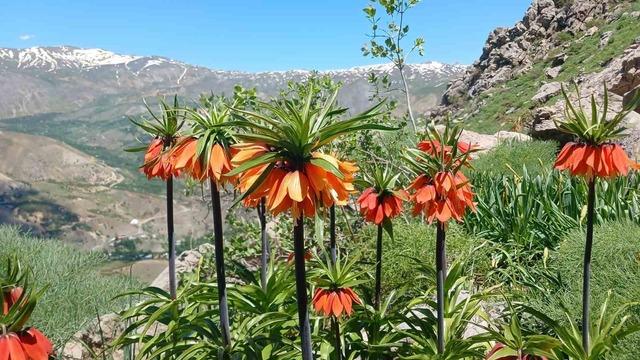 Hakkari’de 2 bin 700 rakımda ters laleler görüntülendi 1