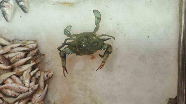 Sinop’ta balıkçı ağlarına ’mavi yengeç’ takıldı 1