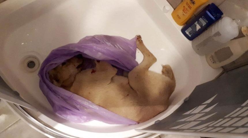 Muğla’nın Milas ilçesinde vahşet! Banyoda buldular...