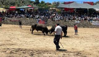 Germencik&rsquo;te 63 &ccedil;ift boğa g&uuml;reşti