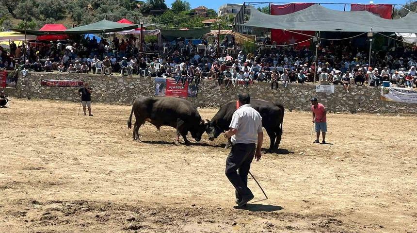 Germencik&rsquo;te 63 &ccedil;ift boğa g&uuml;reşti