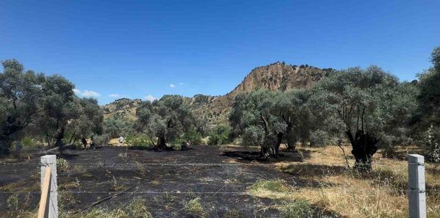 Nazilli’de zeytin bahçesi yangını 2