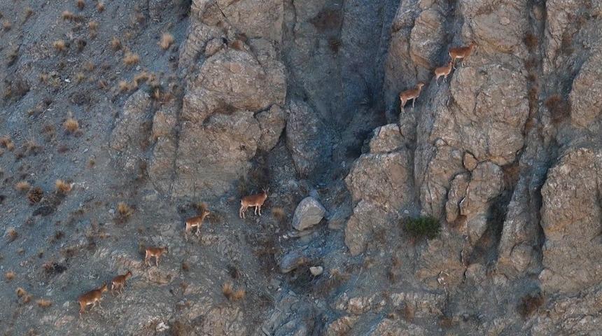 Munzur&rsquo;un sarp kayalıklarında yaban ke&ccedil;ileri g&ouml;r&uuml;nt&uuml;lendi