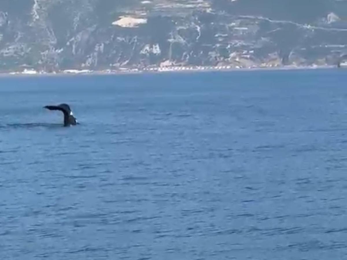 Hatay da balina görüldü 1