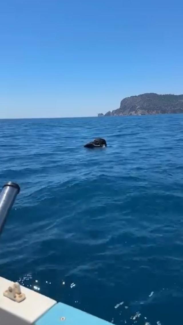 Alanya Kalesi a&ccedil;ıklarında denizde &ouml;l&uuml; ke&ccedil;i bulundu 1