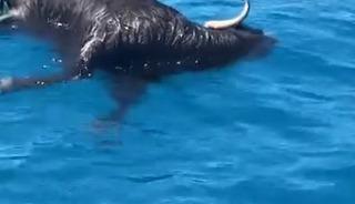 Alanya Kalesi a&ccedil;ıklarında denizde &ouml;l&uuml; ke&ccedil;i bulundu