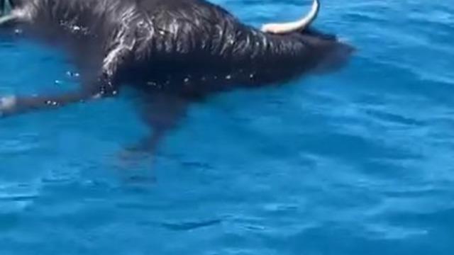 Alanya Kalesi açıklarında denizde ölü keçi bulundu