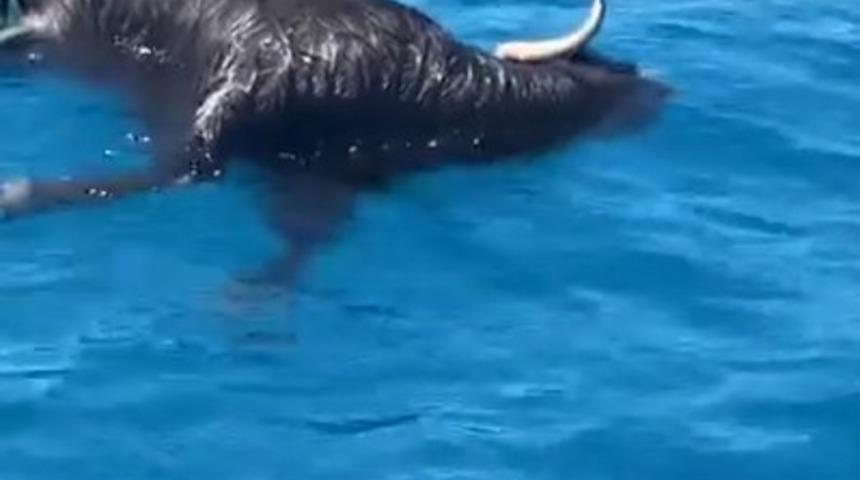 Alanya Kalesi a&ccedil;ıklarında denizde &ouml;l&uuml; ke&ccedil;i bulundu