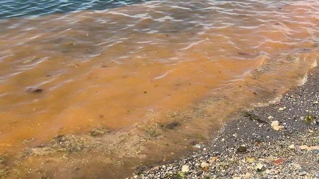 Mudanya’da müsilajdan sonra turuncu alarm 7