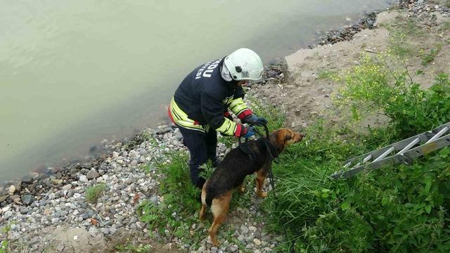 Ordu&rsquo;da ırmak yatağında mahsur kalan k&ouml;pekleri itfaiye kurtardı 3