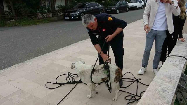 Ordu&rsquo;da ırmak yatağında mahsur kalan k&ouml;pekleri itfaiye kurtardı 2