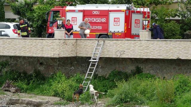 Ordu&rsquo;da ırmak yatağında mahsur kalan k&ouml;pekleri itfaiye kurtardı 1